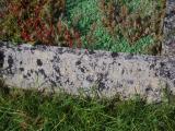 image of grave number 911088